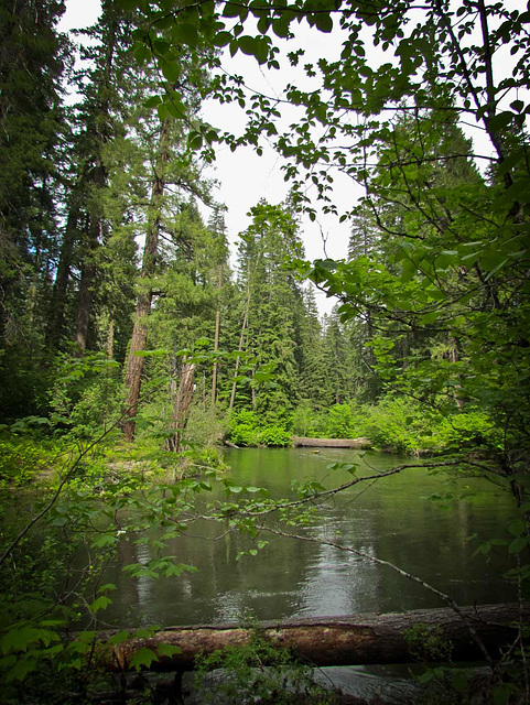 Tranquil River with Trees