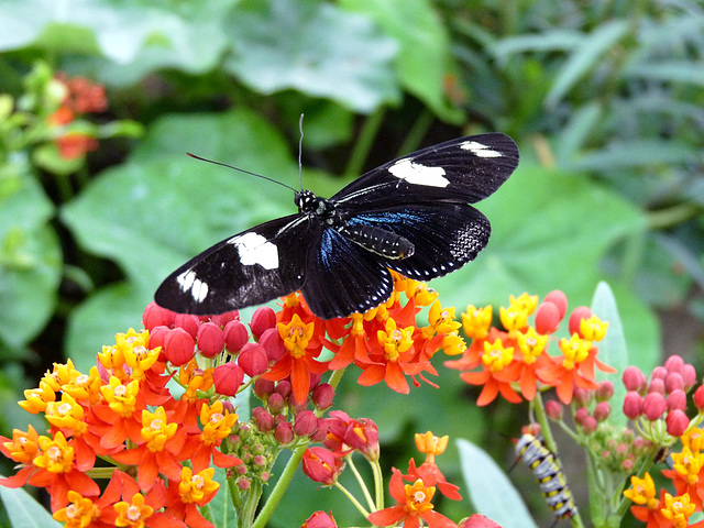 Unidentified Butterfly