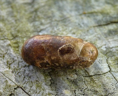 Sawfly Pupa