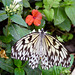 Unidentified Butterfly