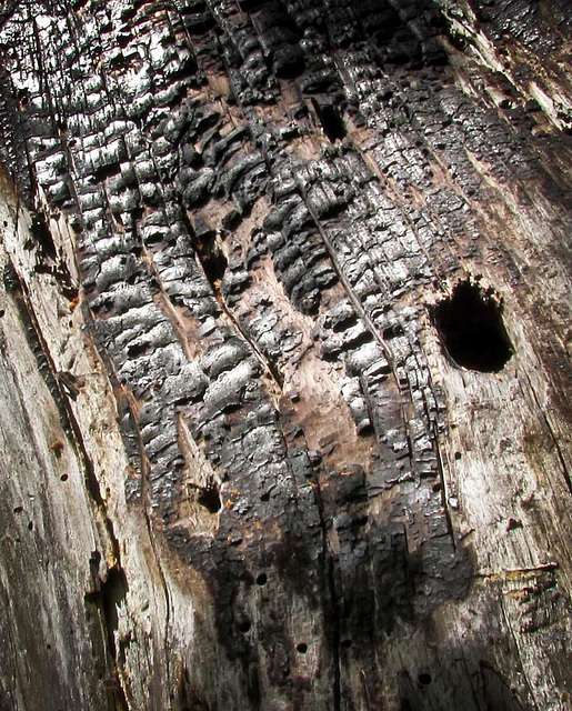 Burned Bark Texture