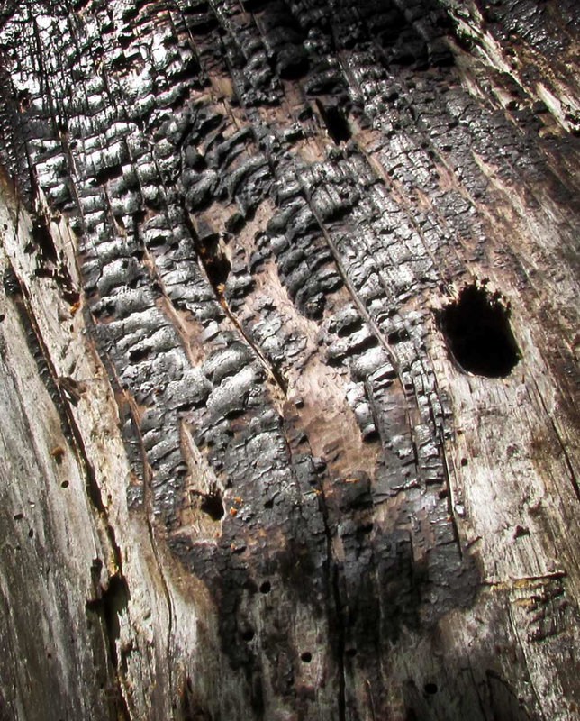 Burned Bark Texture