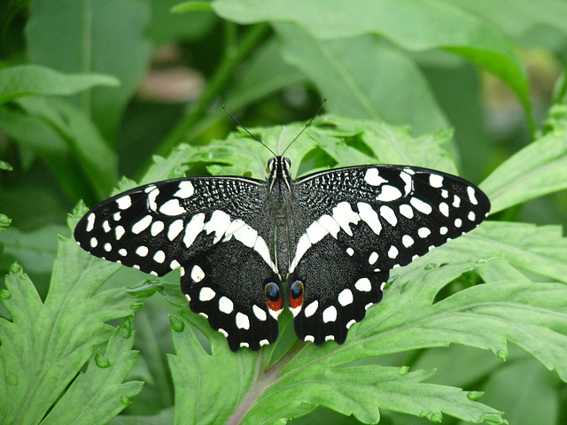 Unidentified Butterfly