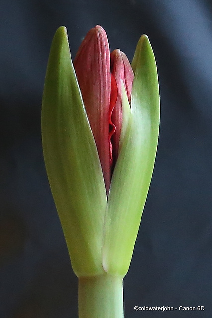 Amaryllis - 1