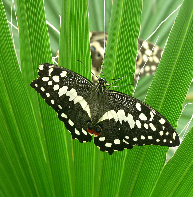 Unidentified Butterfly