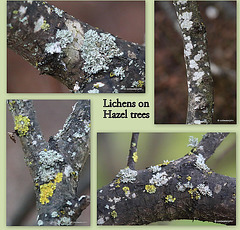 Lichens on hazel copse