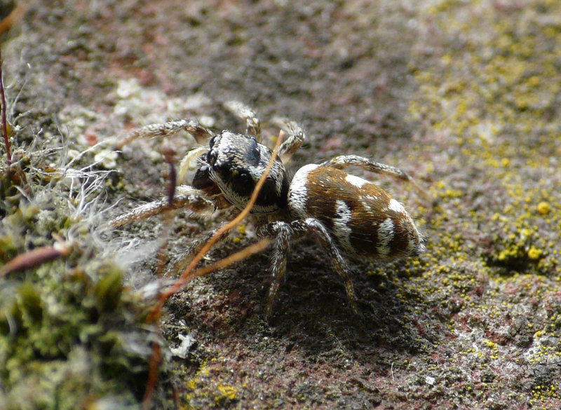 Zebra Spider