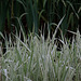 Wild grasses by the pond