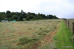 Well, that's the hay cut, for another year.
