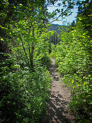 Rogue Gorge Trail with Forest