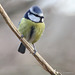 Bluetit on a clematis