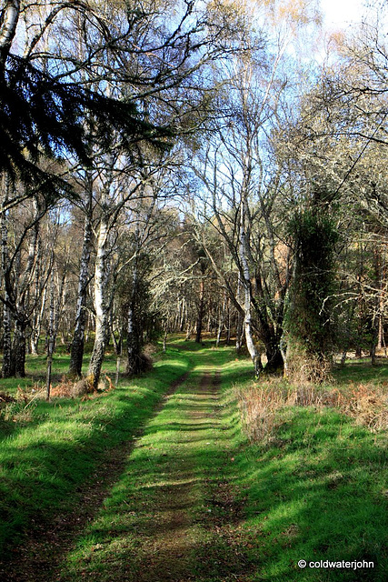 Sunny afternoon in the woods