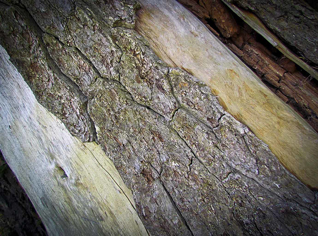 Bark Texture on Fallen Pine Tree