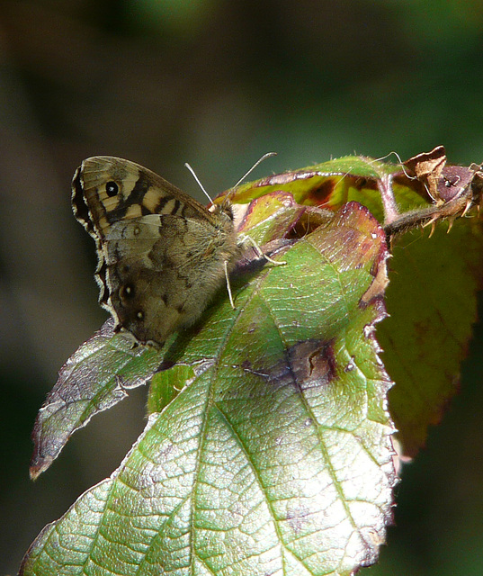 Speckled Wood