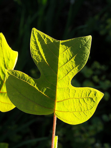 Liriodendron