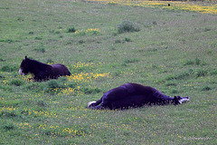 Spring flower bed: It's a rough life on the Moray Riviera!