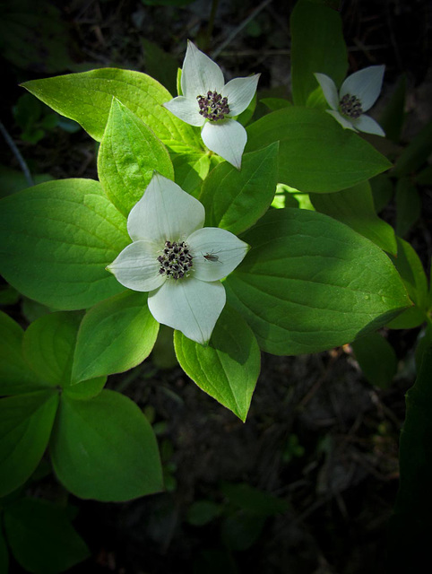 Bunchberry with Insect