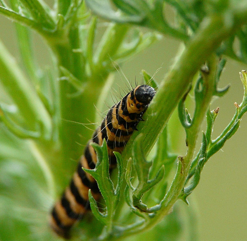 Cinnabar Moth Caterpillar -Face