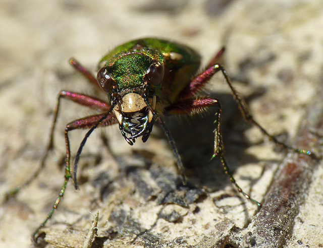 Green Tiger Beetle Female