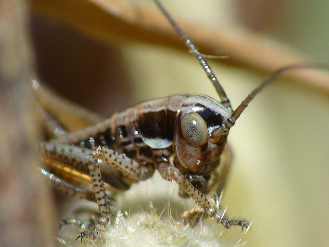 Dark Bush-cricket Nymph