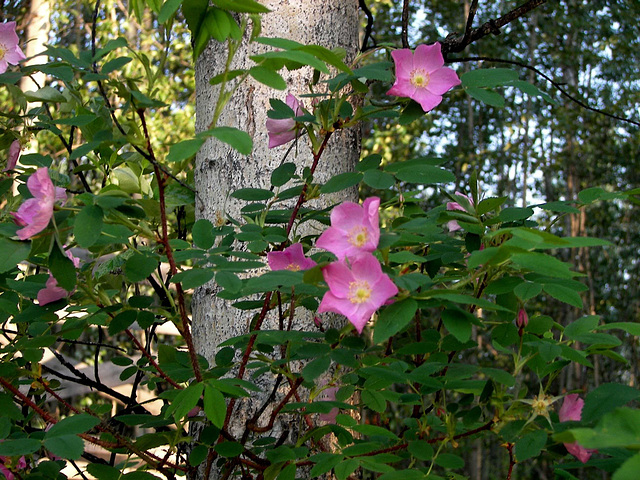 May showers bring June flowers