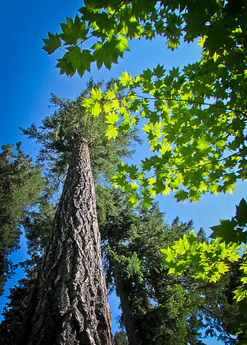 Dappled Leaves with Ponderosa Pine Tree