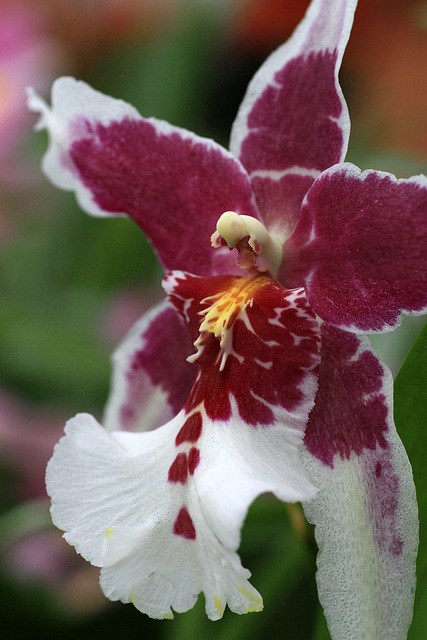 Beallara Tahoma Glacier