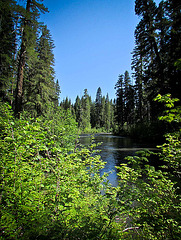 Tranquil River with Trees