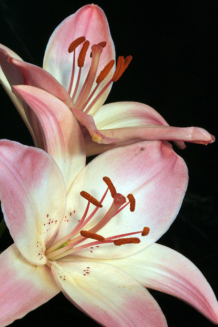 Lilies