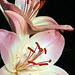 Lilies