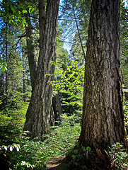 Rogue Gorge Trail