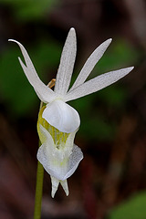 Albino Fairy Slipper