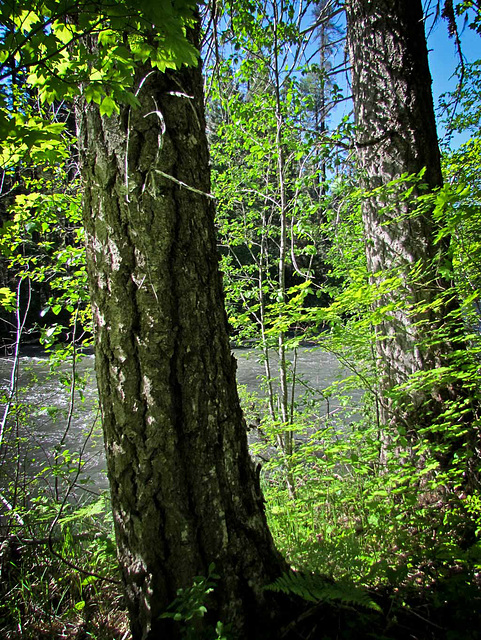 Trees Along Rogue River