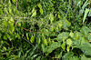 Euonymus bungeanus pendulus