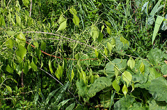 Euonymus bungeanus pendulus