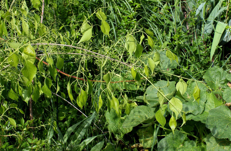 Euonymus bungeanus pendulus