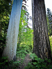 Two Tones of Trees