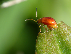 Red Beetle Longitarsus sp.