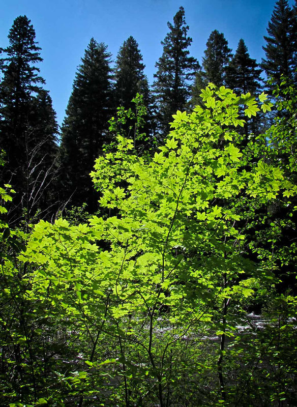 Leaves Against River