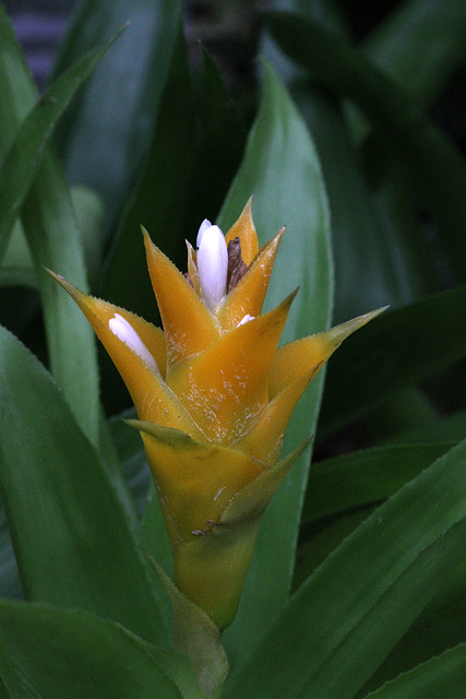 Bromeliad