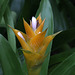 Bromeliad