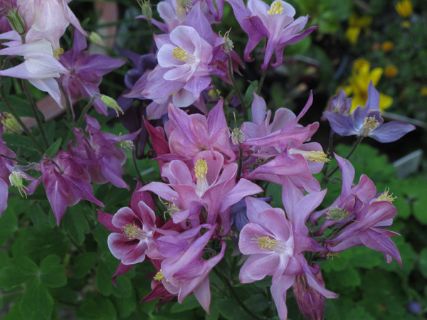 Aquilegia