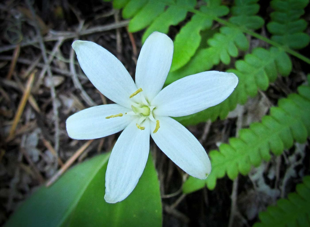 Queen Cup or Bead Lily