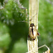 Gold & Black Beetle Longitarsus sp