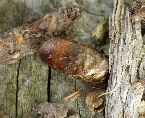 Sawfly Pupa
