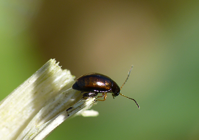 Beetle Longitarsus sp.