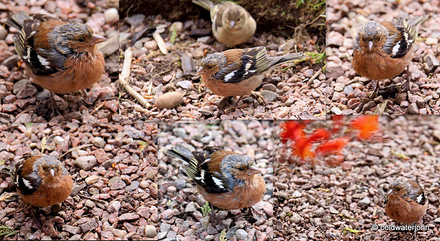 Chaffinchs groundfeeding after the downpour