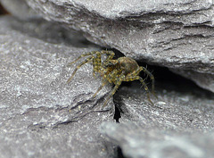 Wolf Spider Baby 1