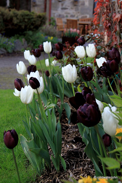 Tulip time...Black and White - in colour!