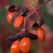 Autumn Berries